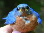 bluebirds Foto
