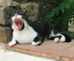 philmenschs Foto