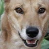 dingo