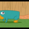 Perry das Schnabeltier