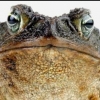 The Frog -- Kröte des Grauens