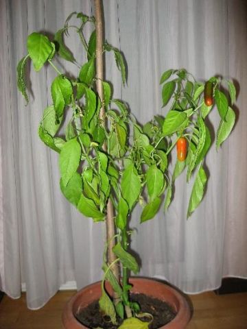 med_gallery_28338_179_108395.jpg