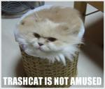 trashcat.jpg