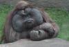 post-30948-0-93119800-1332667648_thumb.j