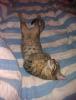 post-11672-0-75406500-1317703449_thumb.j