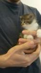 post-5304-0-99194300-1412622924_thumb.jp