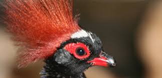 vogelbild.jpg