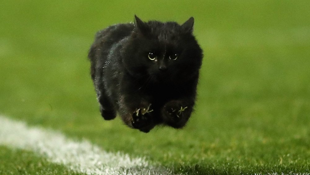 Stadium-Cat.jpg