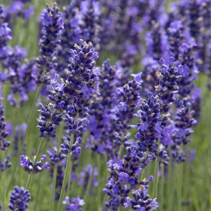 lavendel.jpg