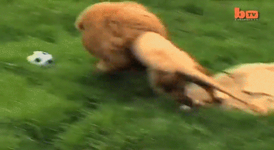 The Lion That Plays Football (Soccer) SPYHollywood.gif