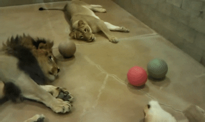 Lazy lion pride plays ball together GIF Find, Make & Share G.gif