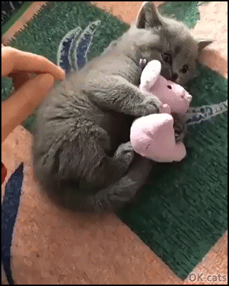 Funny Kitten GIF • Cute possessive kitty Funny reaction when Mom tries to steal his best friend.gif