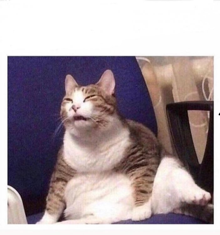 fatcat.jpg