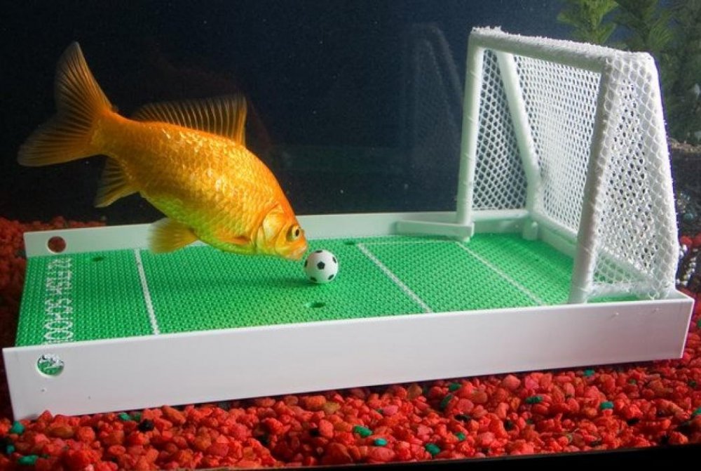 fussball-training-fische-fish-kit-teach-learn-fun-soccer-football-fishes.jpeg