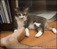 Cat fights smelly feet - Imgur.gif