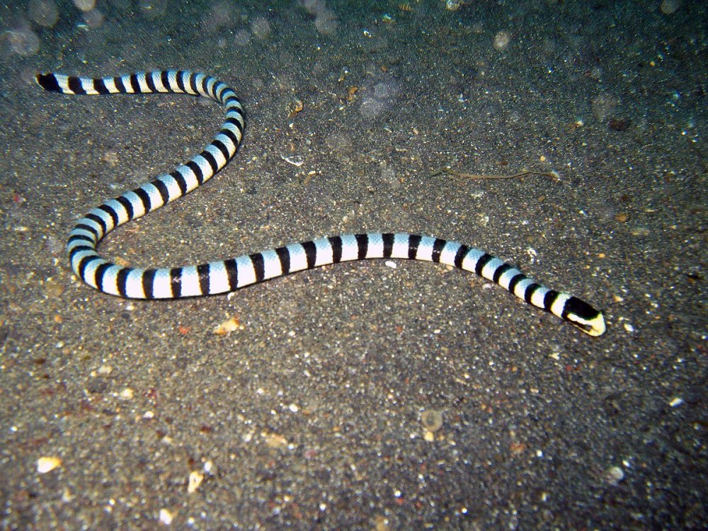 1200px-Laticauda_colubrina_Lembeh2.jpg