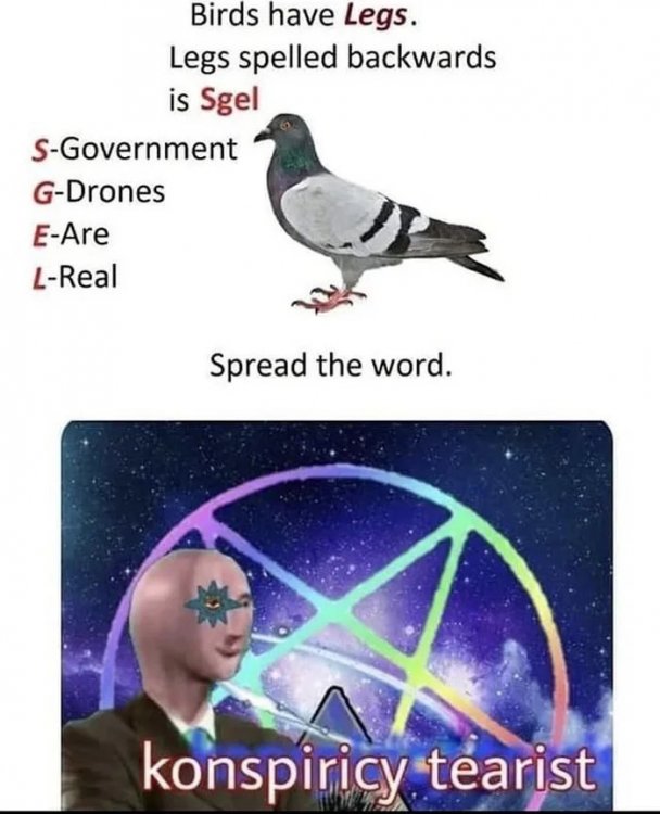 Birds-are-goverment-drones-confirmed.jpg