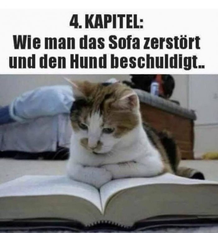 4.Kapitel-Katze.jpg