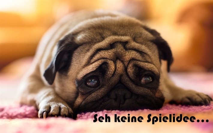 thumb2-pug-sad-dogö-puppy-dogs-sad-eyes.jpg