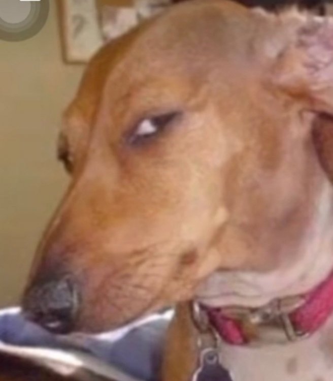 Screenshot_20220308-203202_TikTok.jpg