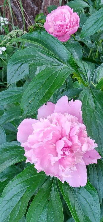 IMG_20220601_175004_HDR.jpg