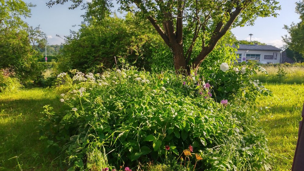 IMG_20220604_185048_HDR.jpg