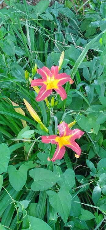 IMG_20220715_154530_HDR.jpg