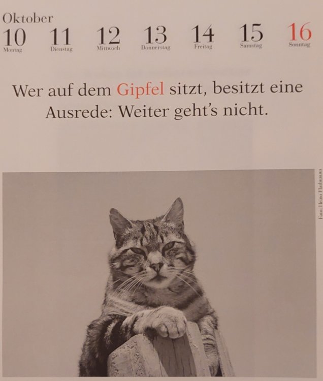 Katzenkalender.jpg
