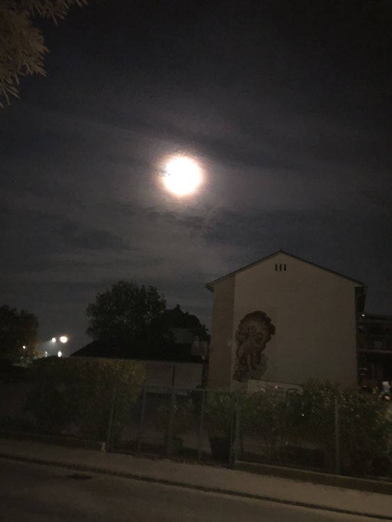 IMG_1117.jpeg