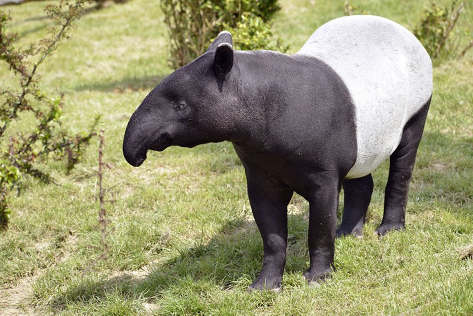 tapir-gross-jpg--16302-.jpg