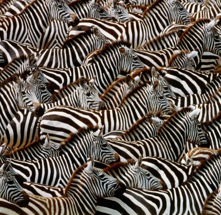 Grant-s-zebras-Equus-burchelli-boehmi-Kenya-Digital-Composite.jpg
