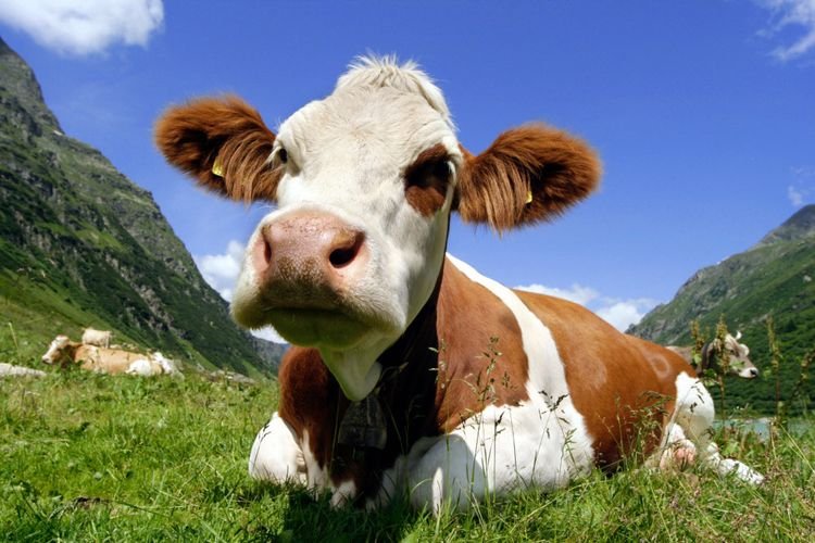 Kuh.jpg.9c41feb25e17ae9392ee7eefffbf4b3a.jpg