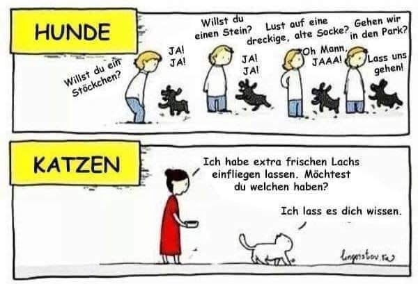 Hundsi-Katze.jpg.c543719ec049b9663f333b62d5c69f2d.jpg