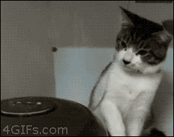 cats-humidi.gif.2e270444a2b10122a5314380bd6d8613.gif