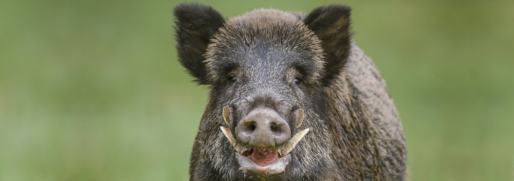 Wildschwein_Cover_cropped_iStock-504181830.jpg
