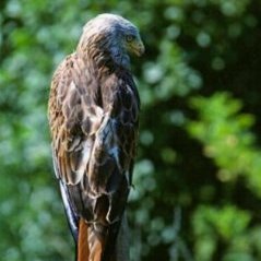 Red Kite