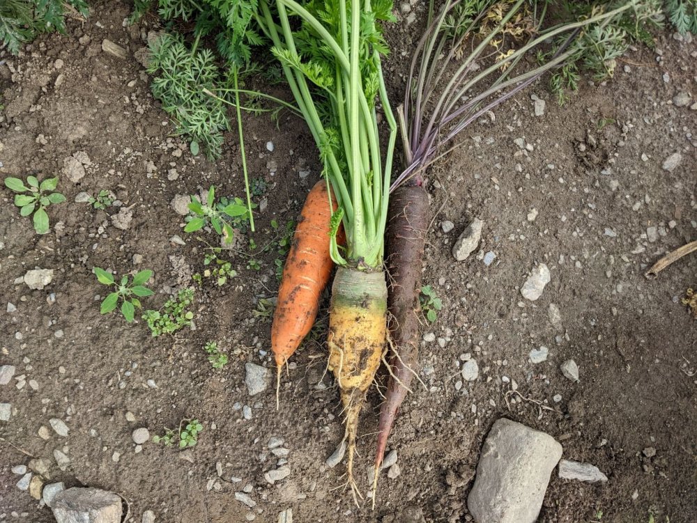 Karotten.thumb.jpg.5143b3c1cdf099d87079dad56441440d.jpg