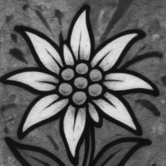 EdelweisS