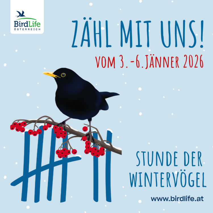 Vivara Website Banner 1000x1000.png