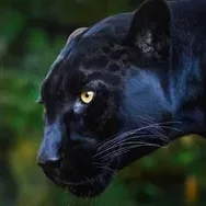 PantherFront