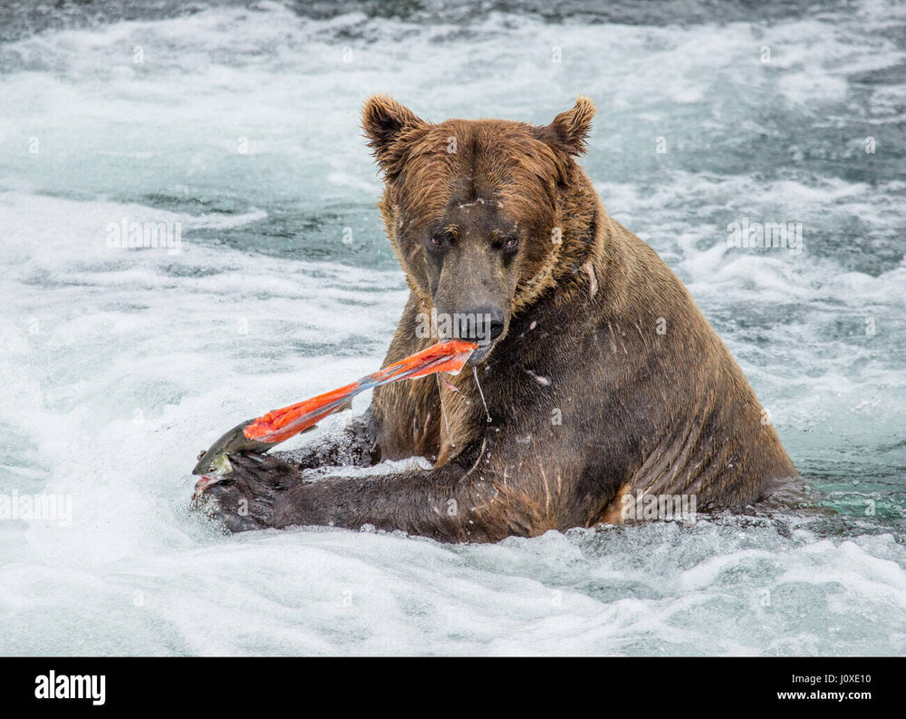 ein-braunbar-frisst-lachs-im-fluss-usa-alaska-kathmai-nationalpark-grosse-abbildung-j0xe10.jpg