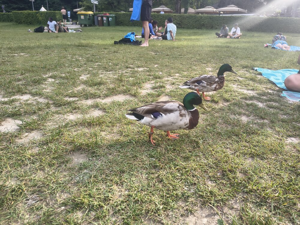 IMG_20260609_182505946_HDR.jpg