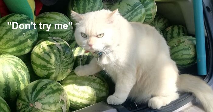 image.jpeg