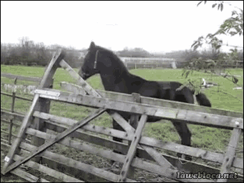 image.gif