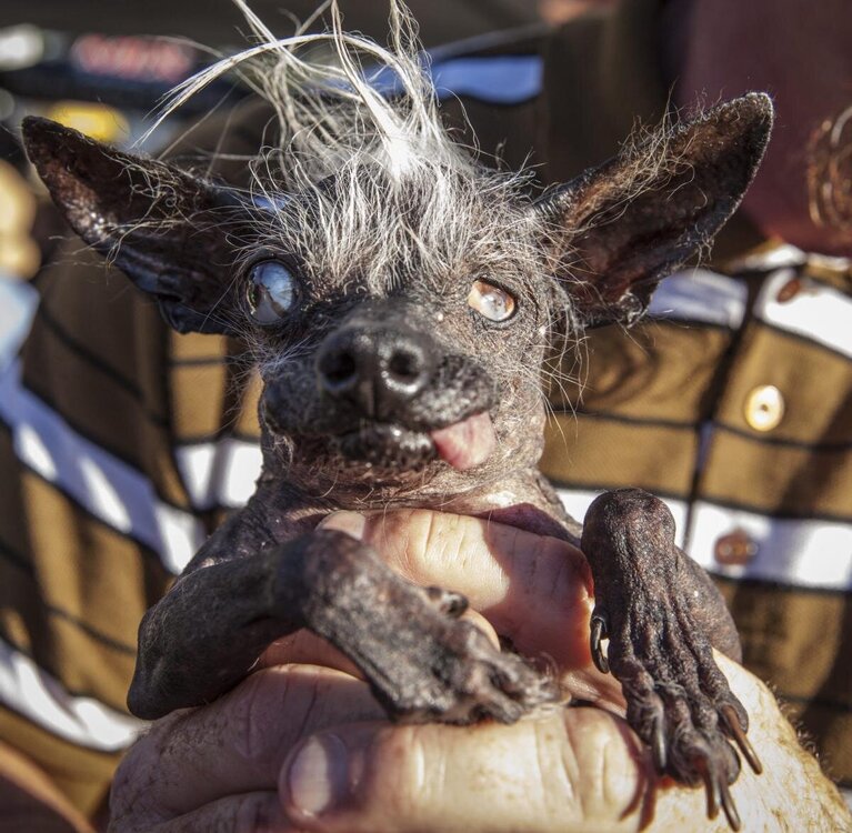 2016-World-s-Ugliest-Dog-Contest-in-California.jpg